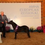2016 AMHA European Championship Show
