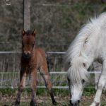 Our Miniature foal was born 1