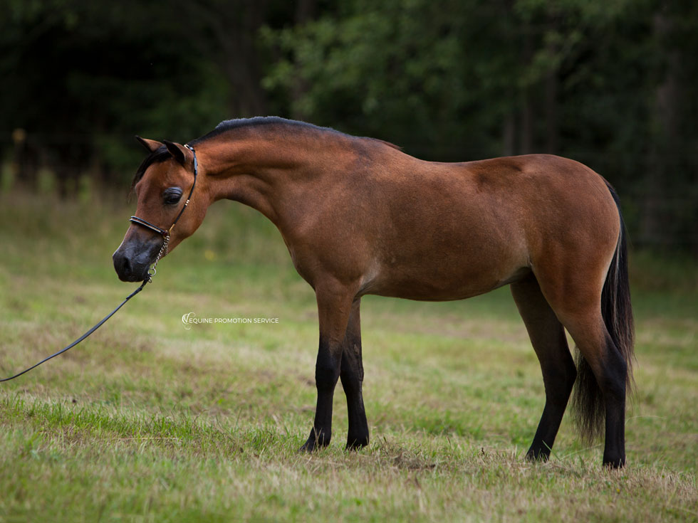 How much does an American Miniature Horse cost? 1