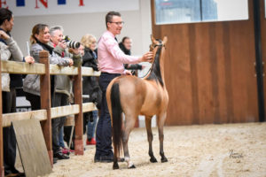 Little Kings in Fashion - AMHR Junior Champion Mare Over
