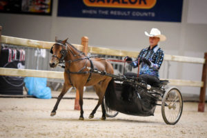 American Miniature Horse in Western Country Pleasure Driving