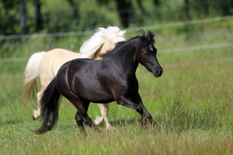 American Miniature Horse mare