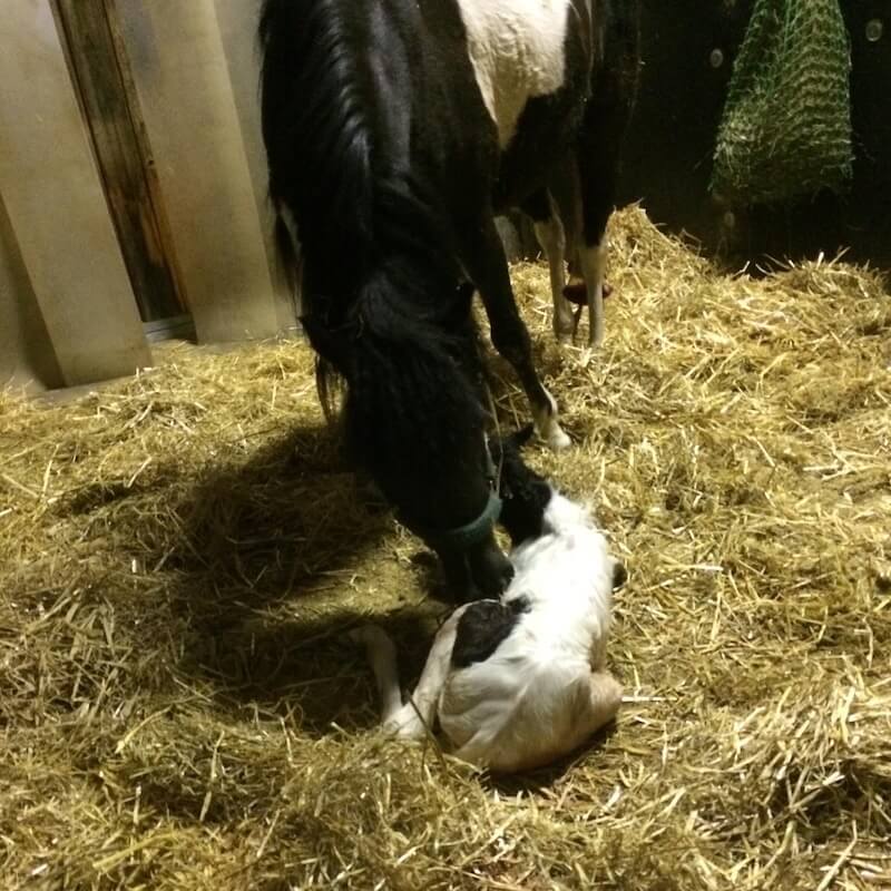 Newborn American Shetland Pony foal