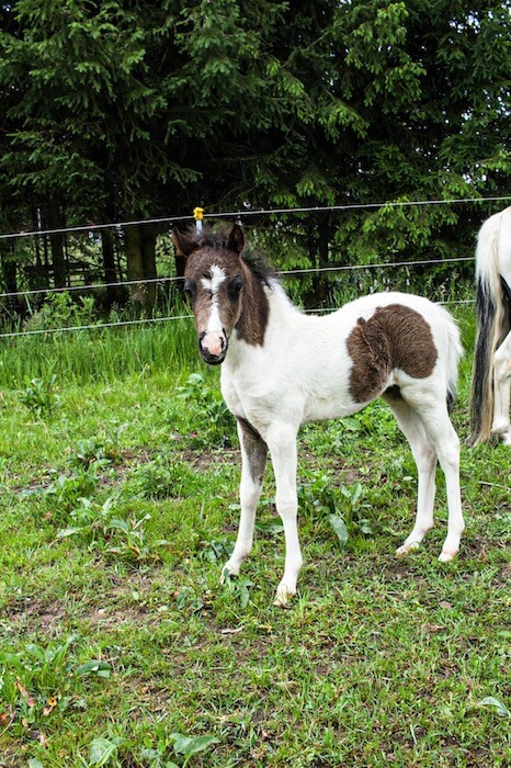 DelSastre Dakota's One In A Million, American Shetland Pony