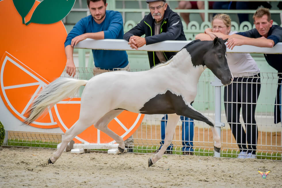 DelSastre Dakota's One In A Million, 2020 AMHR/ASPC stallion