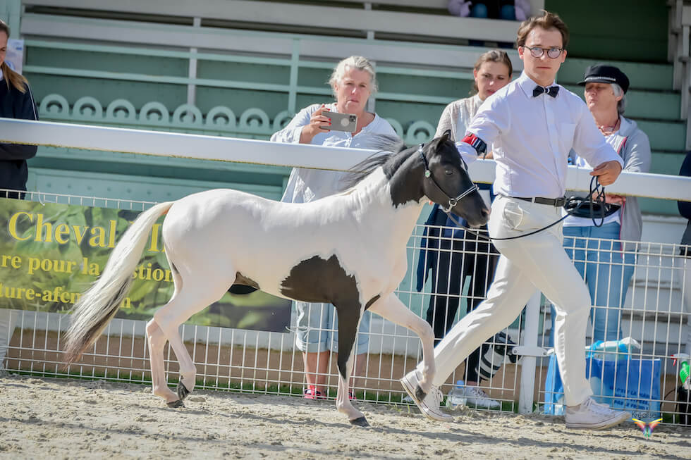DelSastre Dakota's One In A Million, 2020 AMHR/ASPC stallion