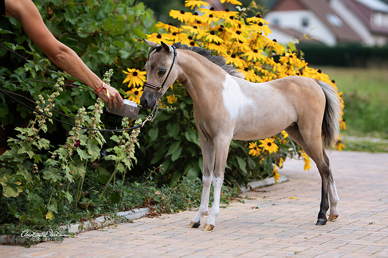 DelSastre Extacys Querida, American Miniature Horse, Buckskin Pinto